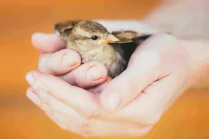 how-to-hold-a-bird-safely.webp