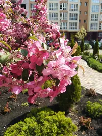 IMG_20200503_105645.webp