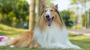 1482926860_collie-dog.webp