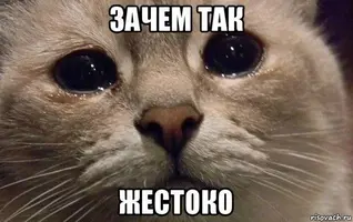 1455632178148272575.webp