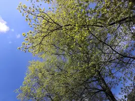 IMG_20200525_105840_1.webp
