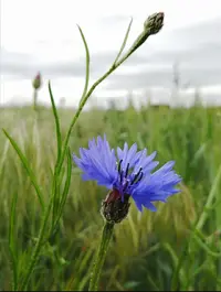 Screenshot_20200530_123138.webp