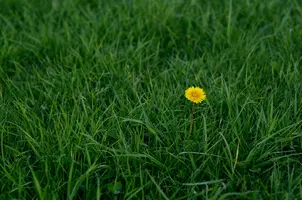 _DSC9368-1.webp