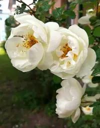 IMG_20200609_193333.webp