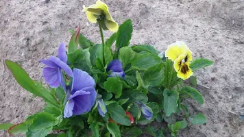 SAM_0355.webp