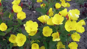 SAM_0356.webp