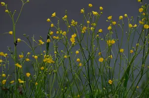 _DSC7417.webp