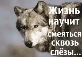 i (1).webp