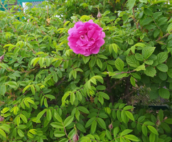 20200619_204241.webp