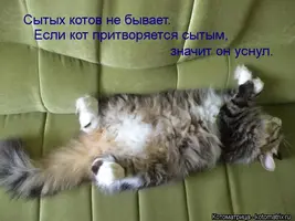 kotomatritsa_s.webp