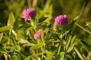 _DSC7893.webp