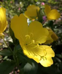 IMG_20200626_145137.webp