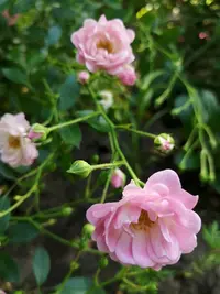 IMG_20200626_145304.webp