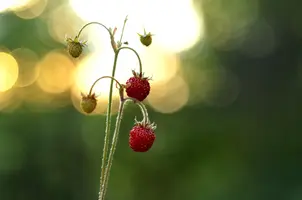 _DSC8149_1.webp