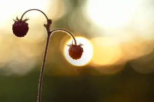 _DSC8158.webp