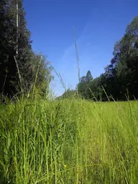 IMG_20200625_074717.webp