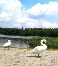 Screenshot_20200628_213259.webp