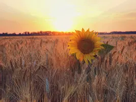 10B720C5-9FDC-4371-A4F5-DC963D843784.webp