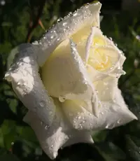 IMG_20200701_084100.webp