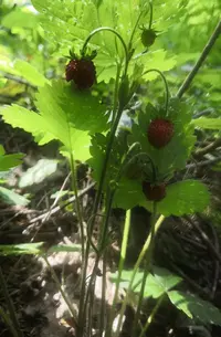 IMG_20200703_155916.webp