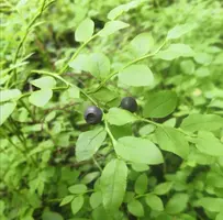 IMG_20200703_160003.webp