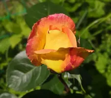 IMG_20200703_114723.webp