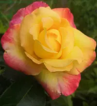 IMG_20200704_120759.webp