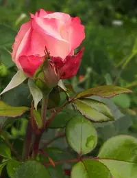IMG_20200704_122038.webp