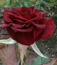 tmp-cam-826476485.webp