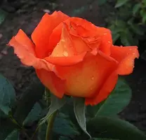 tmp-cam--1380958350.webp