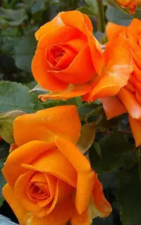 tmp-cam-736689950.webp