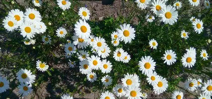 DSC_0009.webp