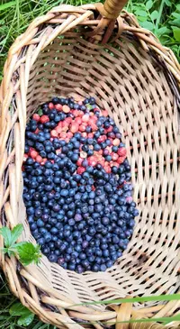 IMG_20200707_145454.webp