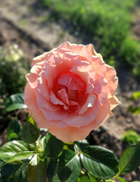 20200711_082544.webp