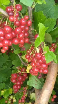 IMG_20200710_115359.webp