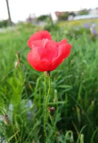 IMG_20200713_001819.webp