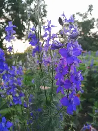 Screenshot_20200713_002803.webp