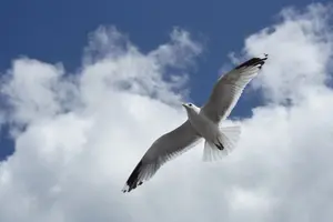 2829380_large.webp