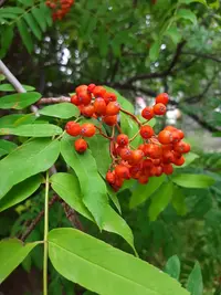 20200715_085236.webp