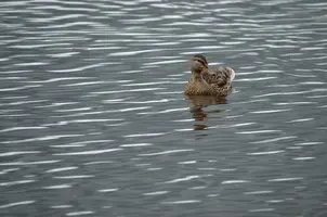 _DSC8753.webp
