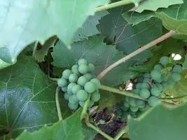 20200719_081207.webp