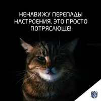 cD559JsdoWE-e1558346279574.webp