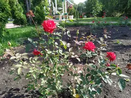 IMG_20200805_092646.webp