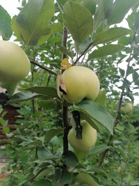 IMG_20200729_151442_768x1024.webp