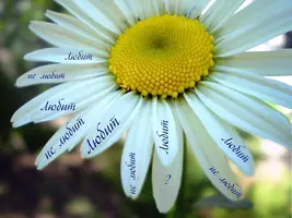 image (6).webp