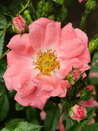 IMG_20200618_162912.webp