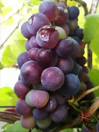 Screenshot_20200823_213458.webp