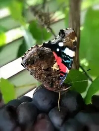 Screenshot_20200823_213804.webp