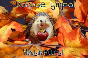 Dobroe-utro-ezhik.webp
