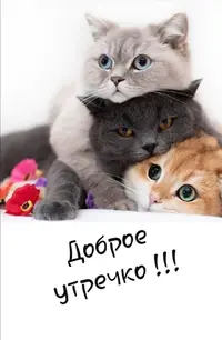 Открытка-доброе-утро-с-добрым-утром-пожелания-доброго-утра-7786.webp